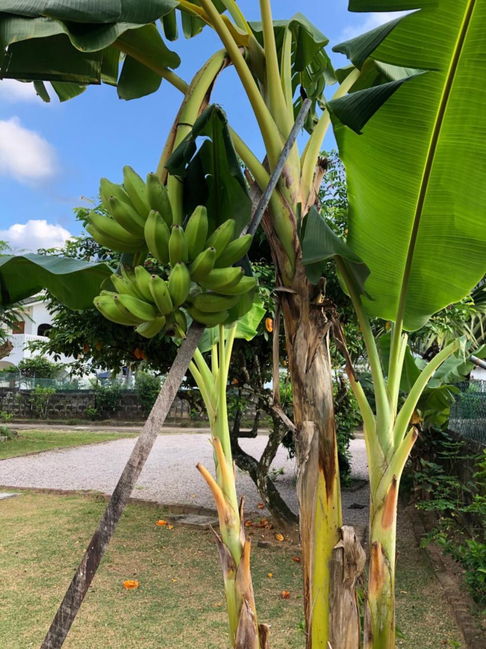 Flower Garden Self-Catering Apartments Beau Vallon  Esterno foto